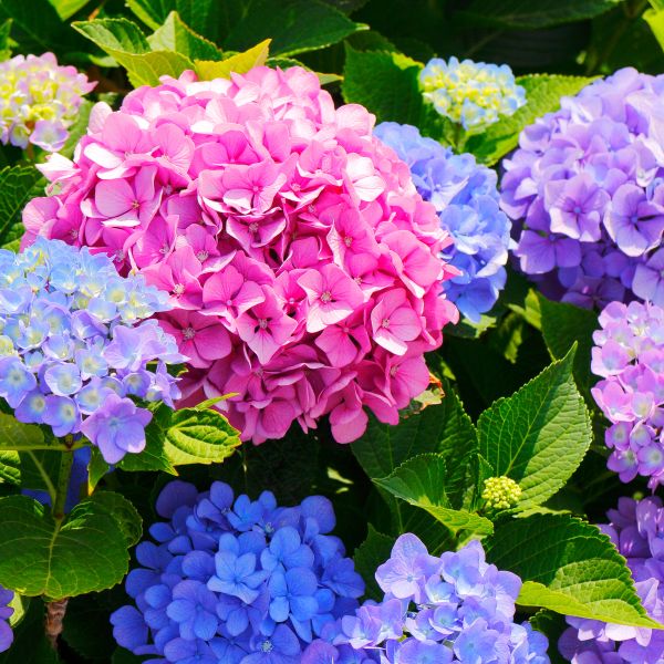 Hydrangeas