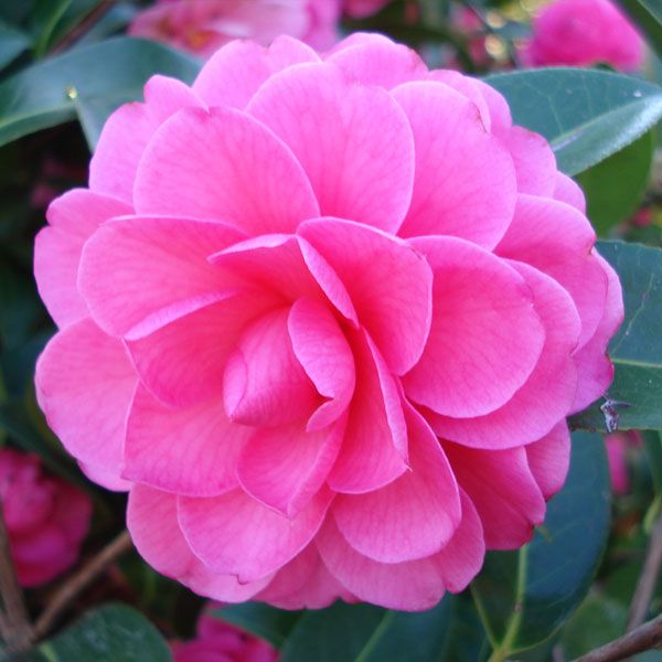 Adorable Camellia
