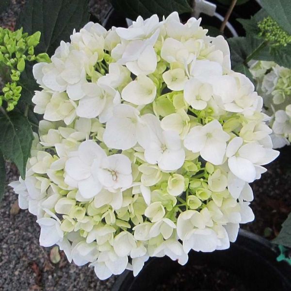 Hydrangea Agnes Pevalli