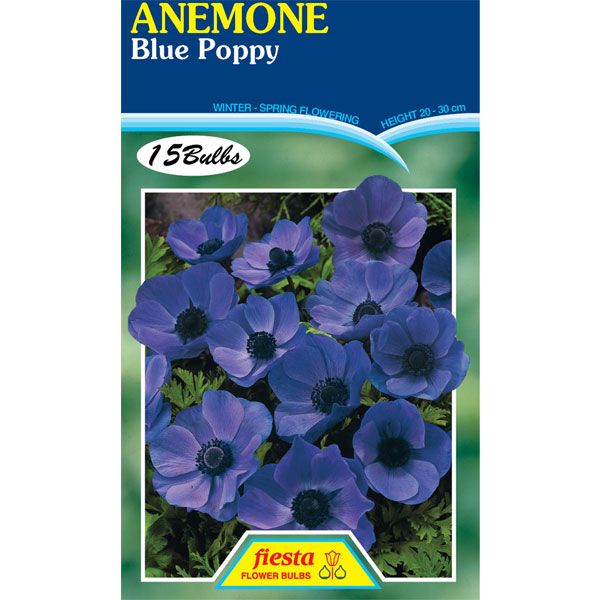 Anemone Blue Poppy