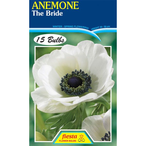 Anemone The Bride