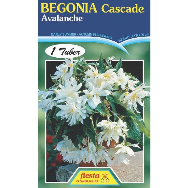 Begonia Avalanche