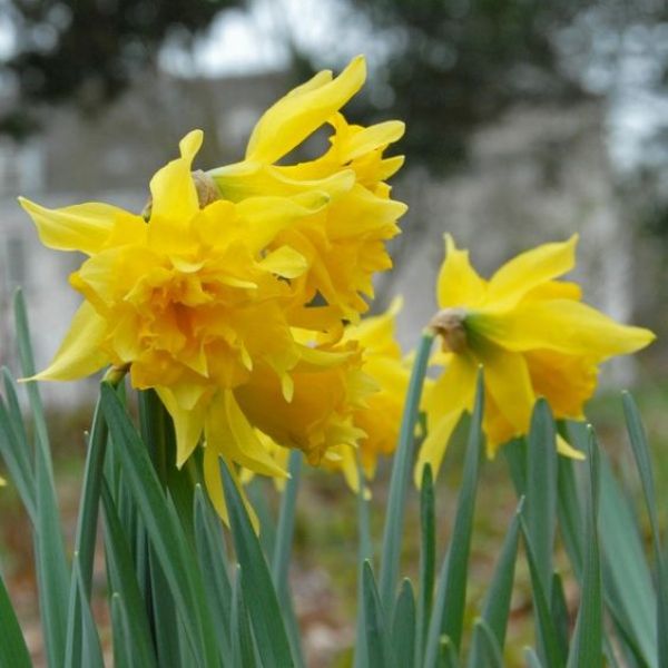 Daffodil Von Sion