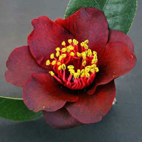 Black Opal Camellia