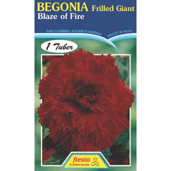 Begonia Blaze of Fire