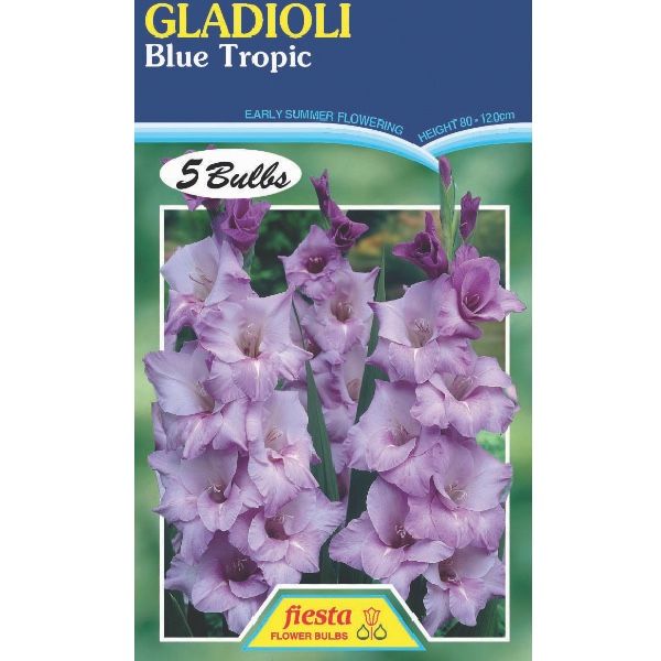 Gladioli Blue Tropic
