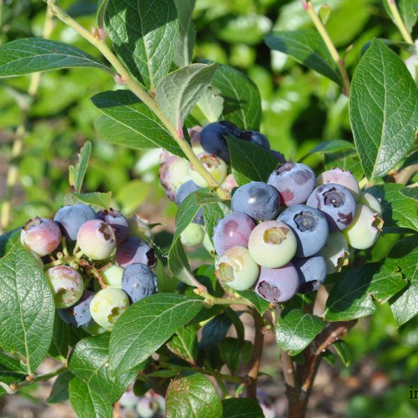 Blueberry Reka