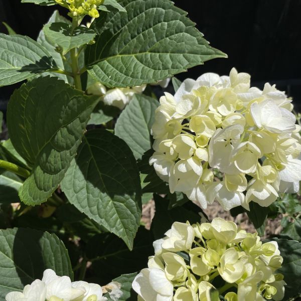 Hydrangea Bridal Bouquet Terra Viva Home Garden