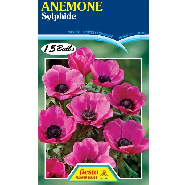 Anemone Sylphide