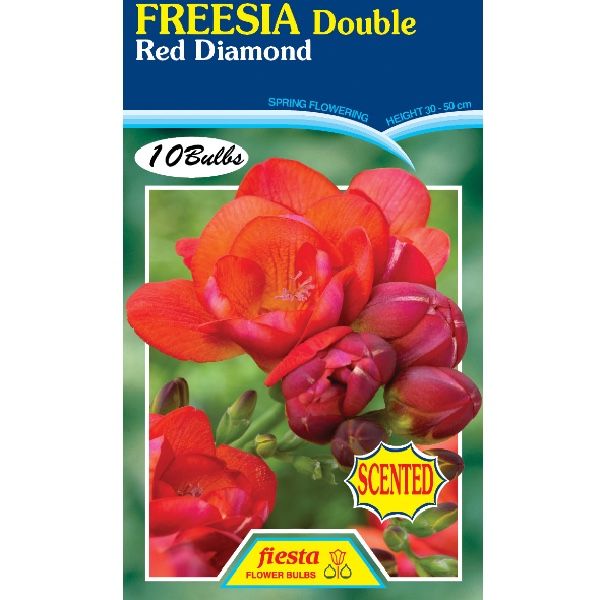 Freesia Double - Red Diamond
