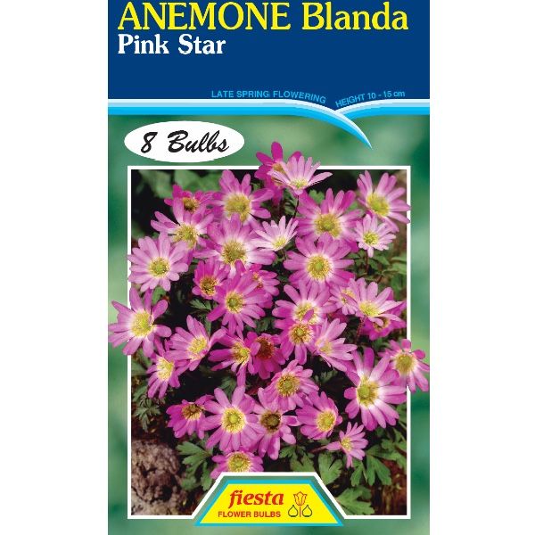 Anemone Blanda - Pink star