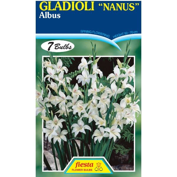Gladioli Nanus Albus