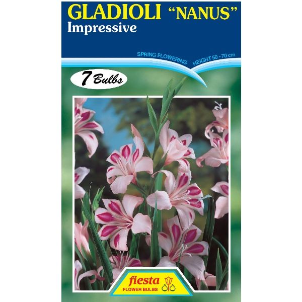 Gladioli Nanus Impressive