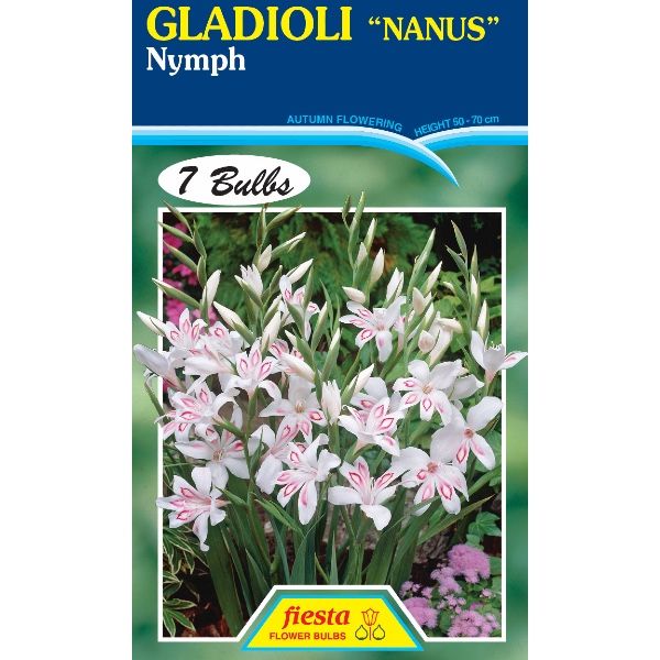 Gladioli Nanus Nymph