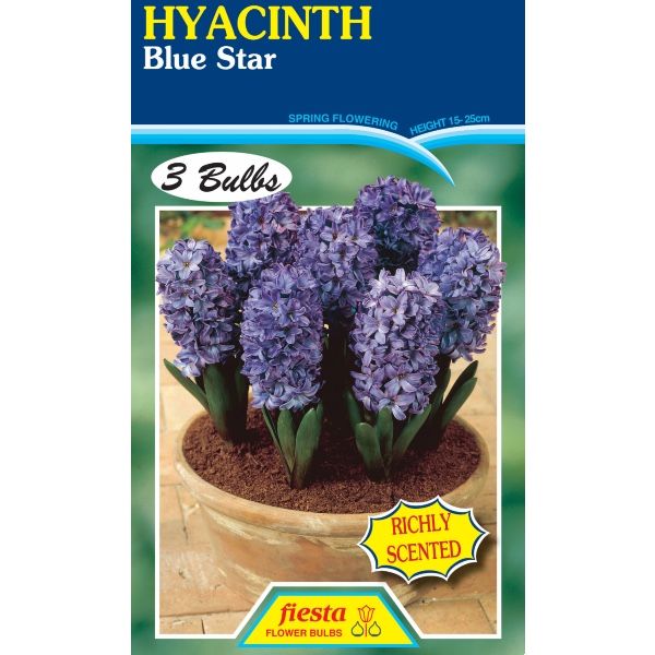 Hyacinth Blue Star