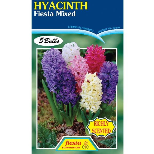 Hyacinth Mixed
