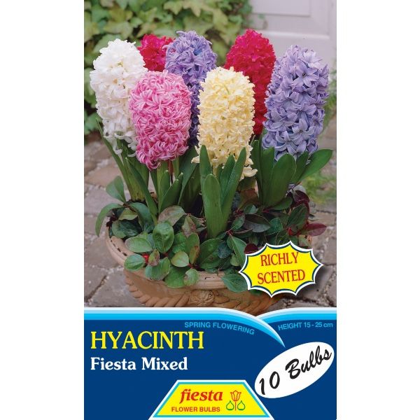 Hyacinth Mixed Special