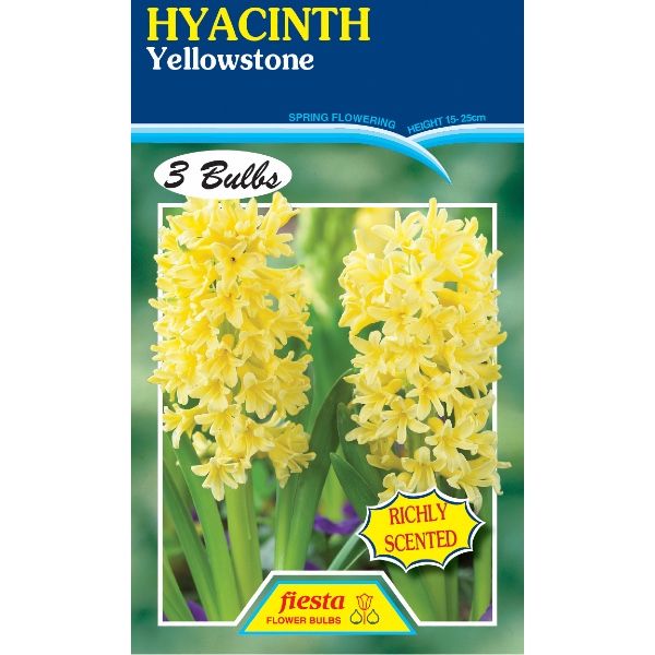 Hyacinth Yellowstone