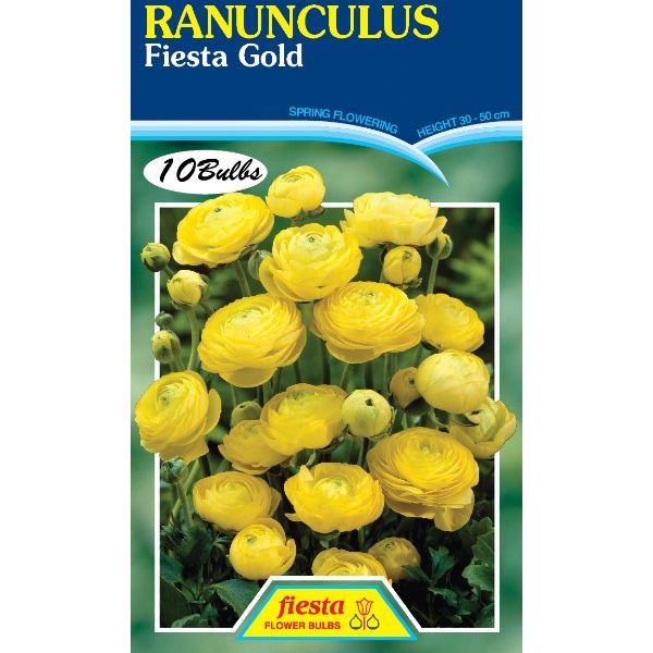 Ranunculus Fiesta Gold