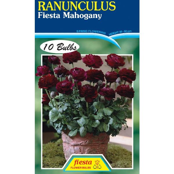 Ranunculus Fiesta Mahogany