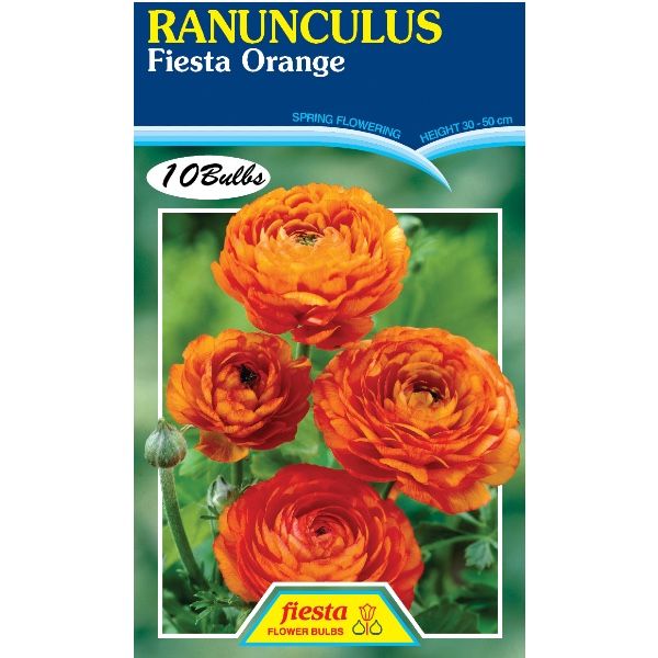 Ranunculus Fiesta Orange