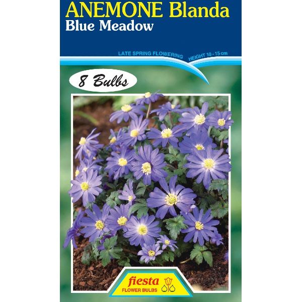 Anemone Blanda - Blue Meadow