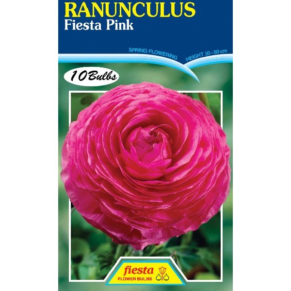 Ranunculus Fiesta Pink