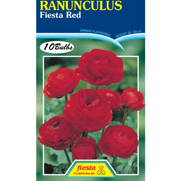 Ranunculus Fiesta Red
