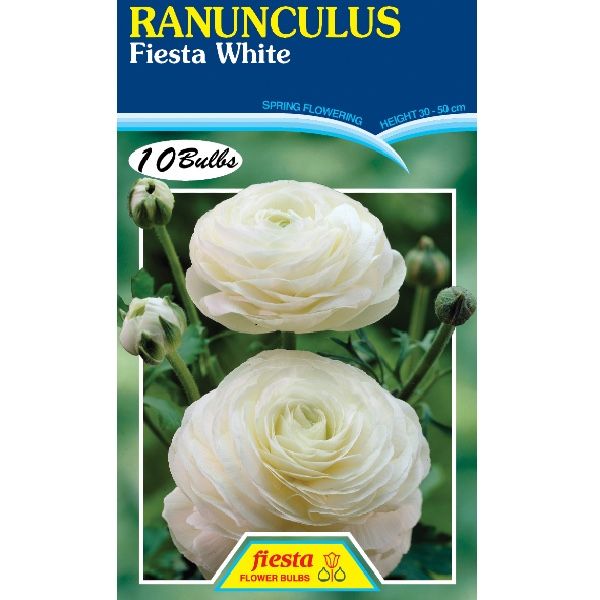 Ranunculus Fiesta White
