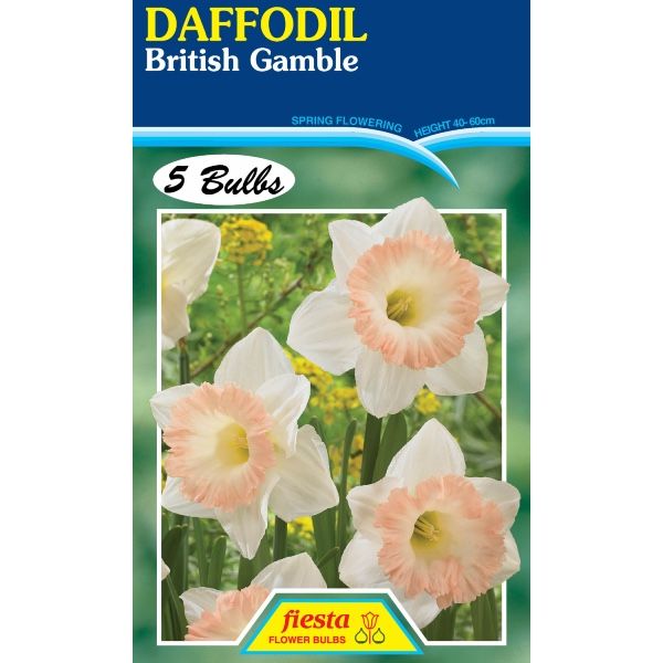 Daffodil British Gamble