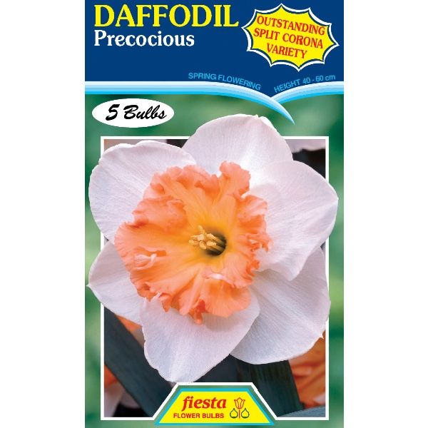 Daffodil Precocious