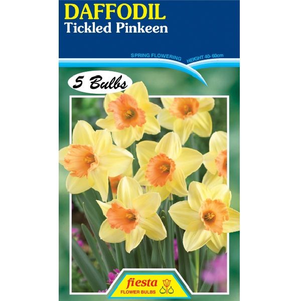 Daffodil Tickled Pinkeen