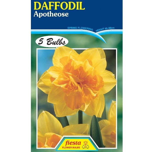 Daffodil Apotheose