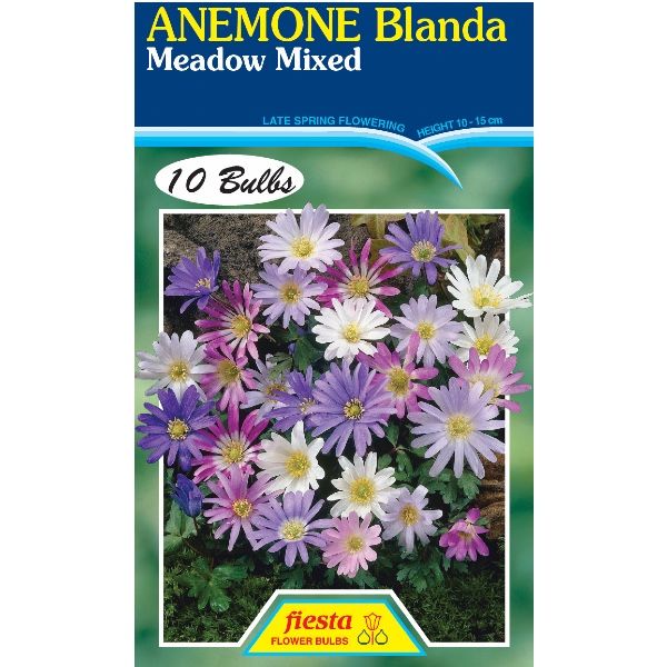 Anemone Blanda - Mixed