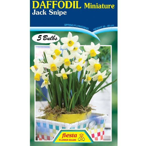 Daffodil Jack Snipe