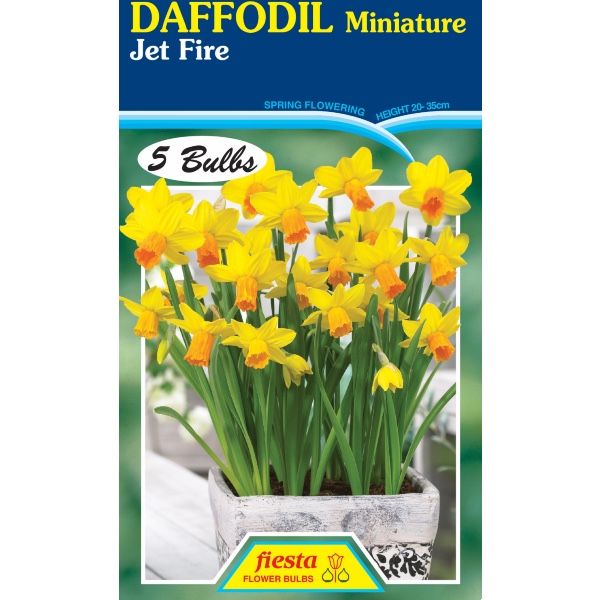 Daffodil Jet Fire