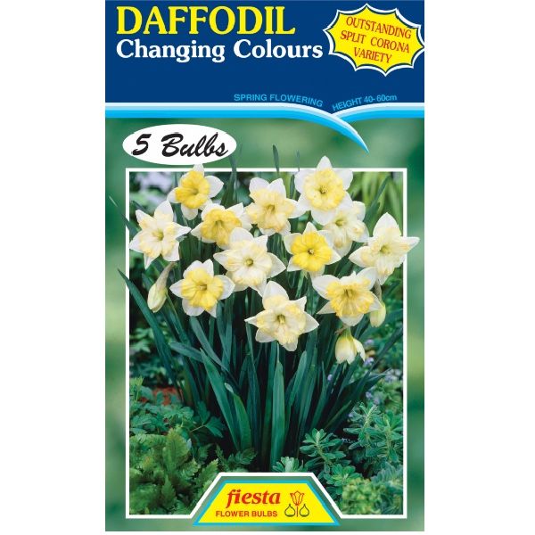 Daffodil Changing Colours