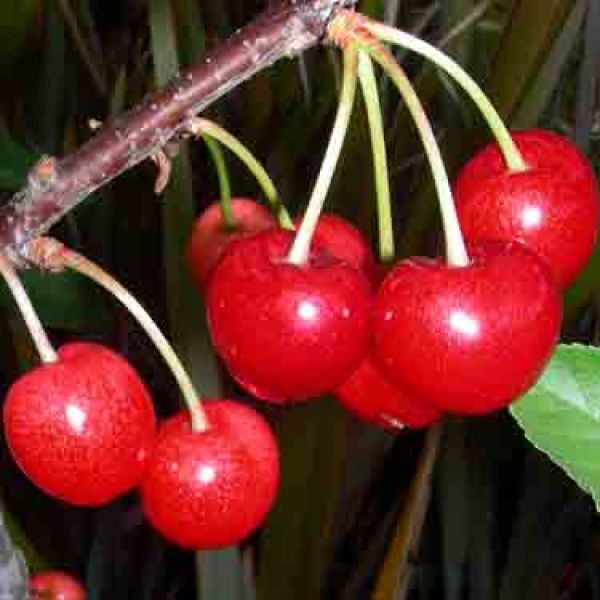 Cherry Lapins