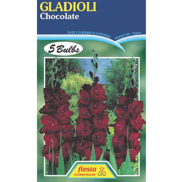 Gladioli Chocolate