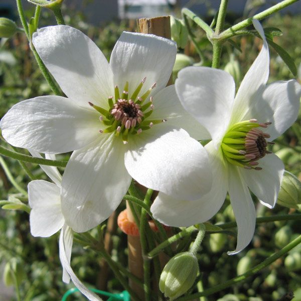 Clematis Purity