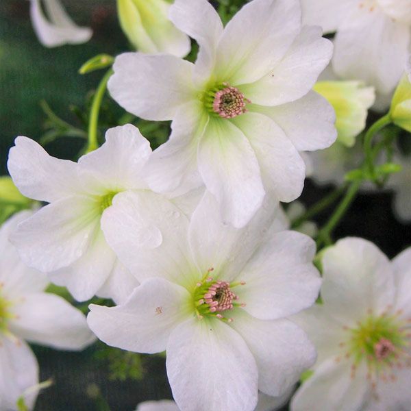 Clematis Sweetheart