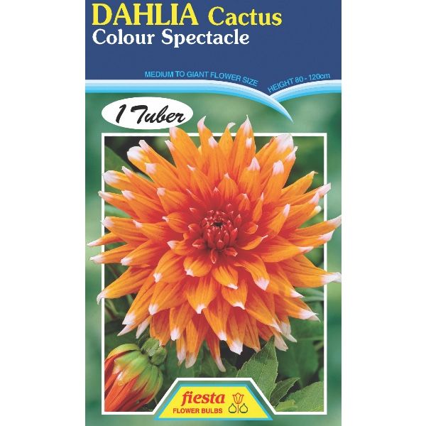 Dahlia Colour Spectacle