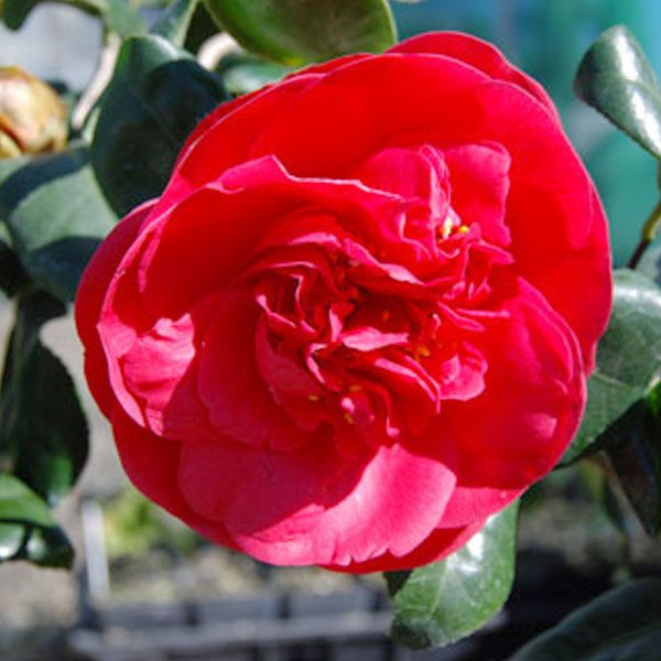 Curly Lady Camellia
