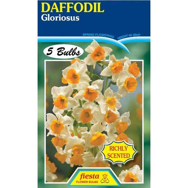 Daffodil Gloriosus