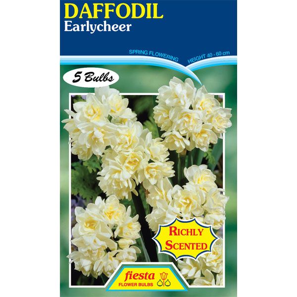 Daffodil Earlycheer