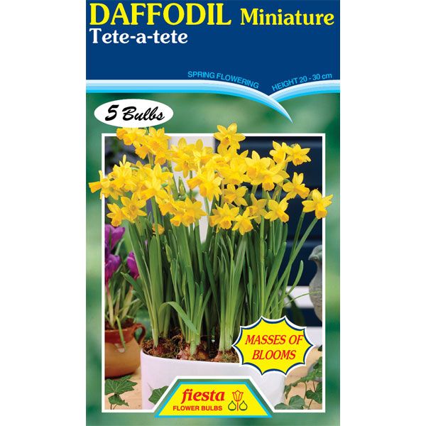 Daffodil Tete-a-tete