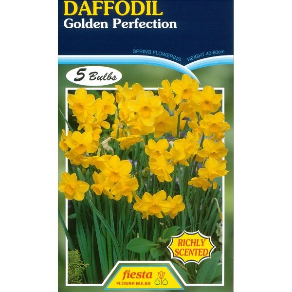 Daffodil Golden Perfection