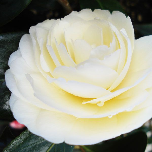 Dahlohnega (Nuccios Golden Anniversary) Camellia