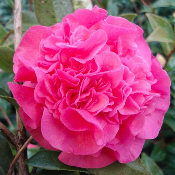 Debbie Camellia