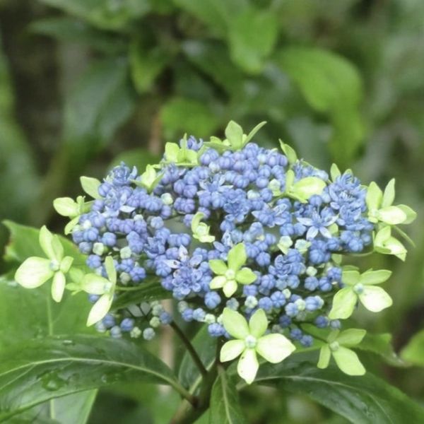 xDidrangea Summer Skies